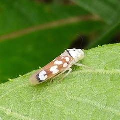 Pseudometopia amblardii