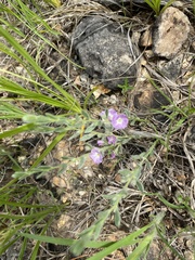 Evolvulus nuttallianus