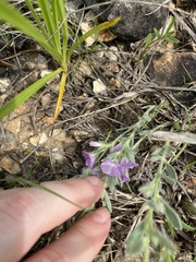 Evolvulus nuttallianus