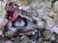 Octopus vulgaris
