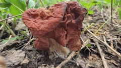 Gyromitra fastigiata
