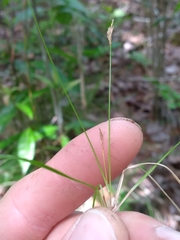Carex austrodeflexa