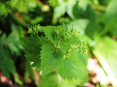 Scrophularia vernalis