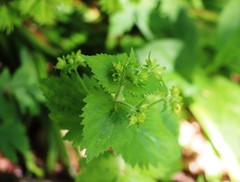 Scrophularia vernalis