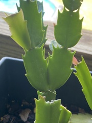 Schlumbergera buckleyi
