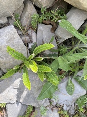 Asplenium ceterach ceterach