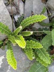 Asplenium ceterach ceterach