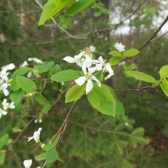 Amelanchier bartramiana