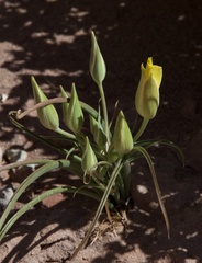 Calochortus aureus
