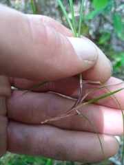 Carex austrodeflexa