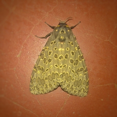 Lepidoptera