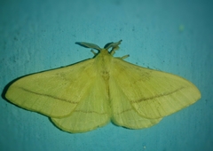 Lepidoptera