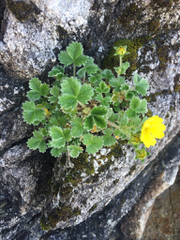 Potentilla × villosula
