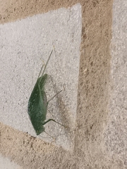 Anaulacomerina