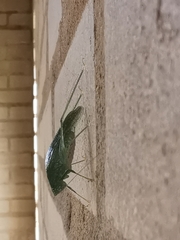 Anaulacomerina