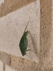 Anaulacomerina