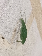 Anaulacomerina