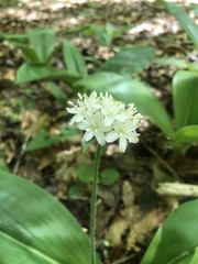 Clintonia umbellulata