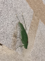 Anaulacomerina