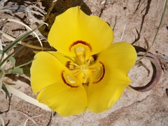 Calochortus aureus