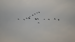 Plegadis falcinellus