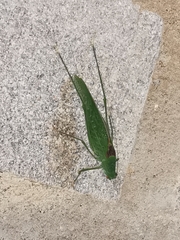 Anaulacomerina