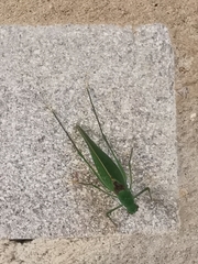 Anaulacomerina