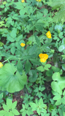 Ranunculus cassubicus