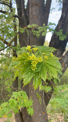 Acer platanoides