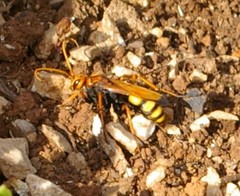 Cryptocheilus annulatus