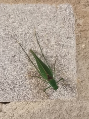Anaulacomerina