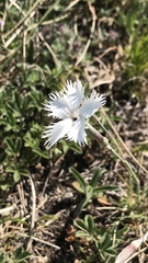 Dianthus lumnitzeri