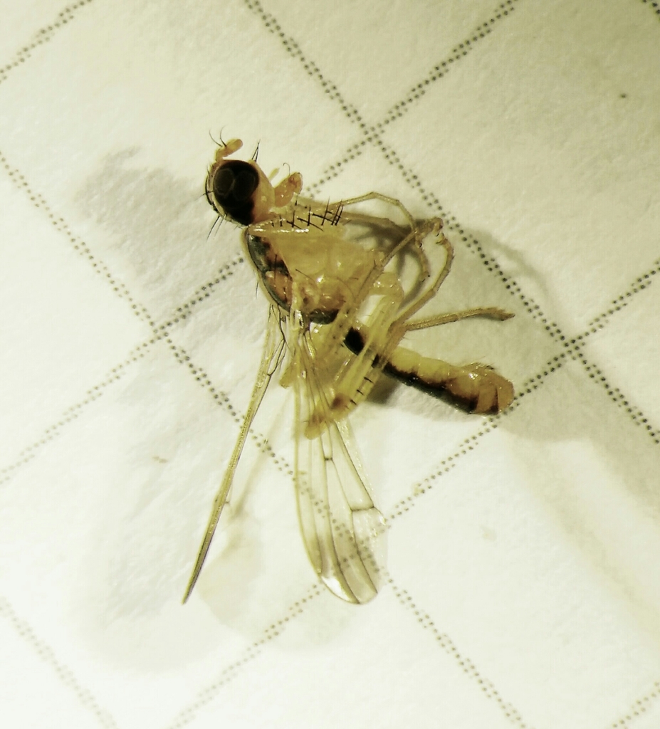 Norellia tipularia