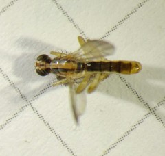 Norellia tipularia
