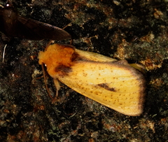Antheua exanthemata