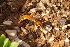 Cryptocheilus annulatus