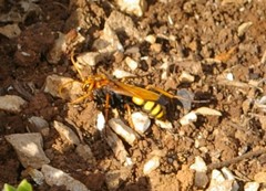 Cryptocheilus annulatus