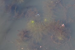 Utricularia stellaris