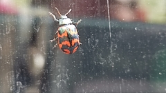 Chrysomela lapponica