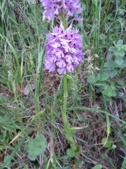 Neotinea tridentata commutata