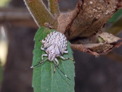 Pentatomidae
