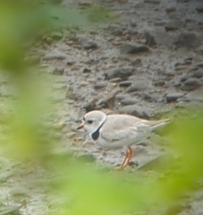 Charadrius melodus