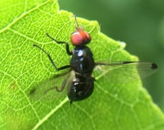 Seioptera vibrans