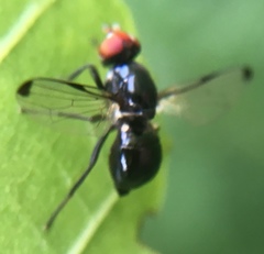 Seioptera vibrans