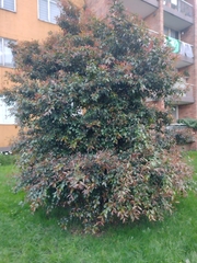 Syzygium paniculatum