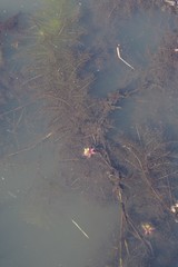 Utricularia stellaris