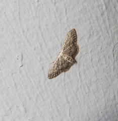 Idaea seriata