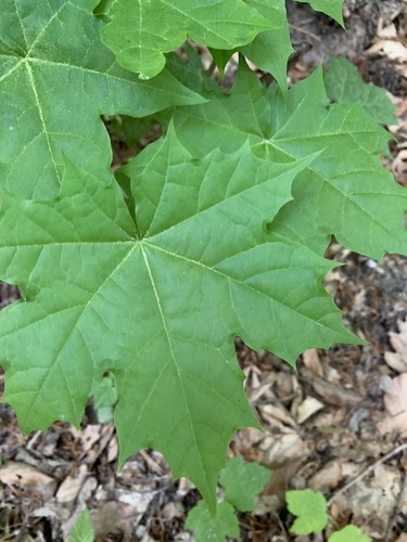 Javor mliječ (Acer platanoides)