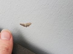 Idaea seriata