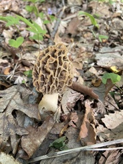 Morchella diminutiva